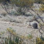 Big Bend National Park 8 - Rabbit