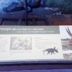 Big Bend National Park Fossil Discovery - Agujaceratops