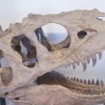 Big Bend National Park Fossil Discovery Exhibit 23