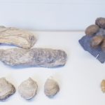 Big Bend National Park Fossil Discovery Exhibit 25