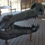 Big Bend National Park Fossil Discovery Exhibit 28