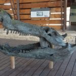 Big Bend National Park Fossil Discovery Exhibit 30