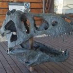 Big Bend National Park Fossil Discovery Exhibit 31