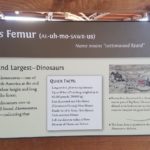 Big Bend National Park Fossil Discovery - Alamosaurus Femur