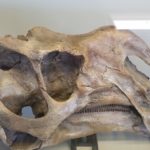 Big Bend National Park Fossil Discovery Exhibit 34