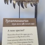 Big Bend National Park Fossil Discovery - Tyrannosaurus