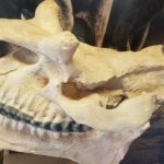 Big Bend National Park Fossil Discovery Exhibit 44