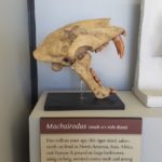 Big Bend National Park Fossil Discovery - Machairodus
