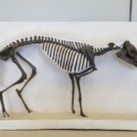 Big Bend National Park Dog Fossil Discovery Exhibit 56