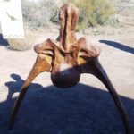 Big Bend National Park Fossil Discovery Exhibit 6