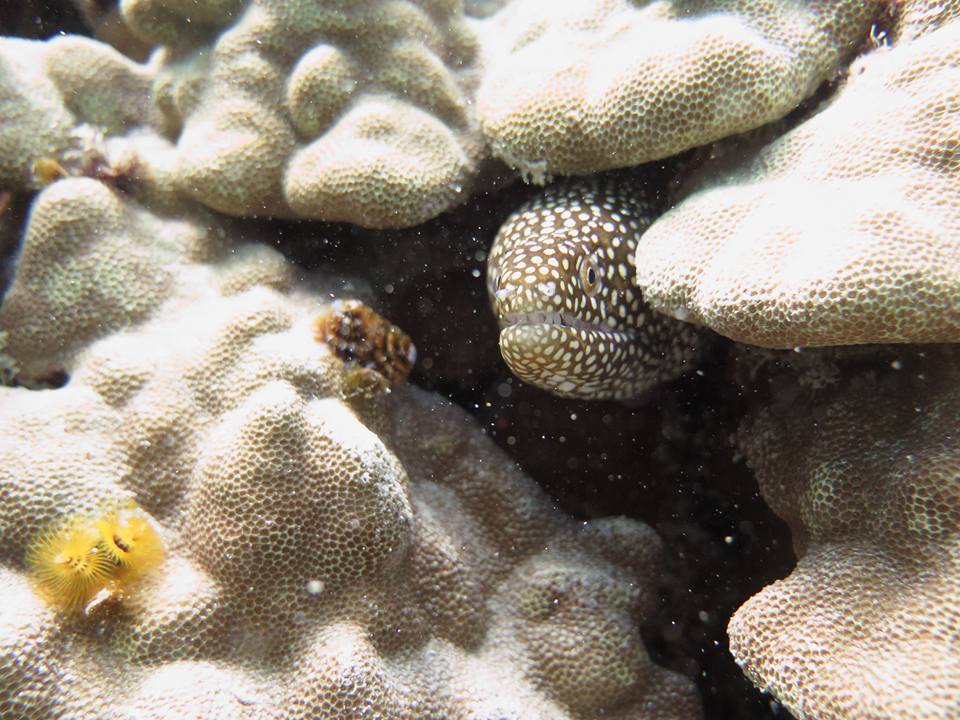 Hawaiian vacation eel with coral - scuba diving