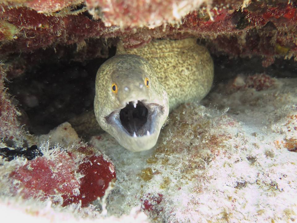 Hawaiian Vacation Eel Closeup