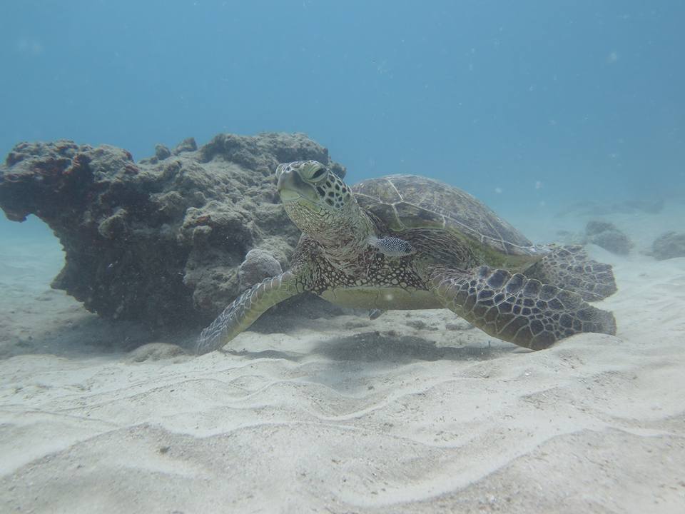 Hawaiian Vacation Sea Turtle Closeup - Scuba Diving