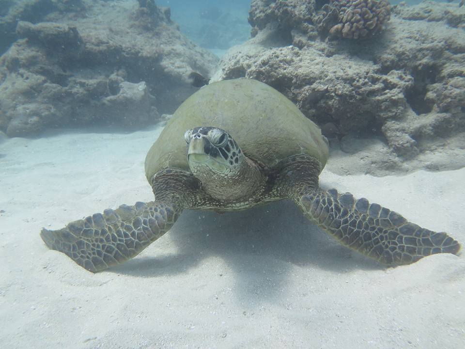 Hawaiian Vacation Sea Turtle Closeup