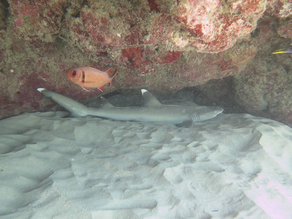 Hawaiian Vacation White Tip Shark Under Reef
