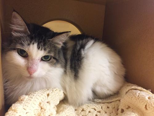 Adopt this pretty cat