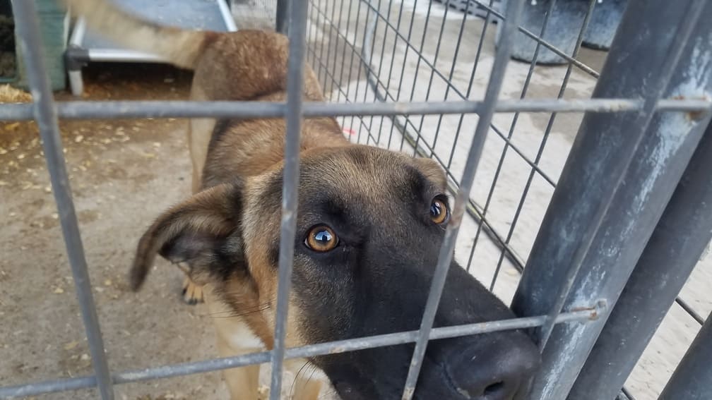 A Pet's Wish - adopt me