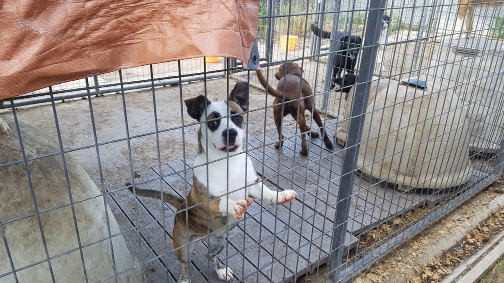 a pets wish - cute dog