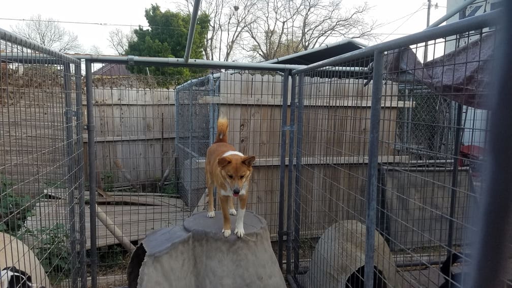 A Pet's Wish - dog on igloo