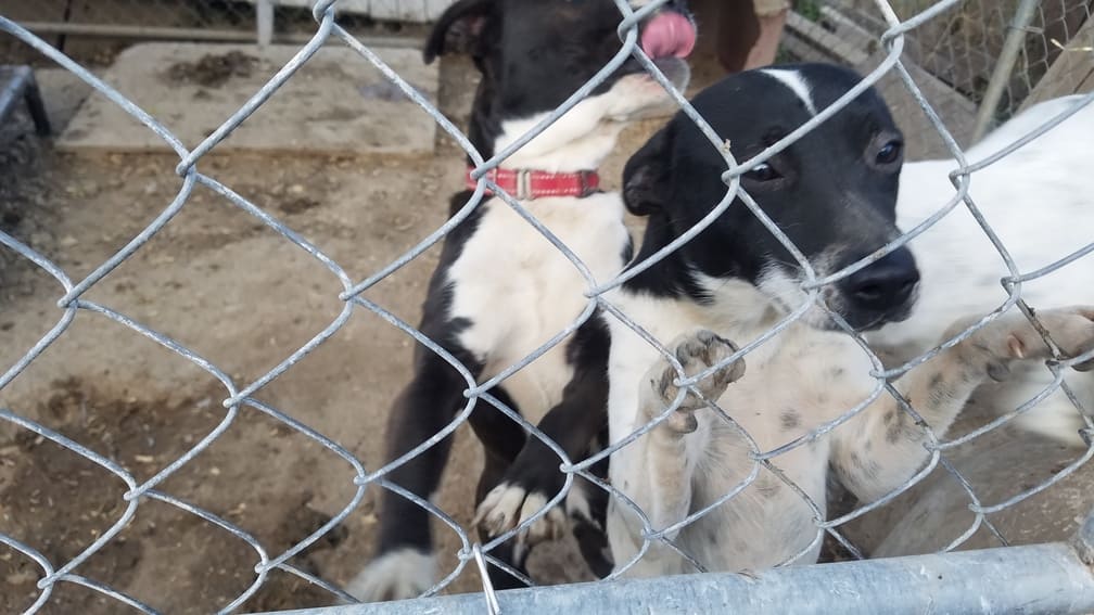 A Pet's Wish - dogs playing