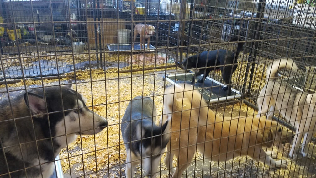 A Pet's Wish large dogs