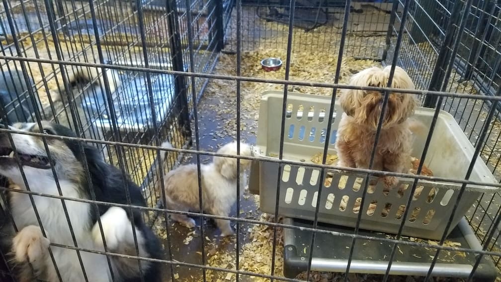 A Pet's Wish medium small dogs