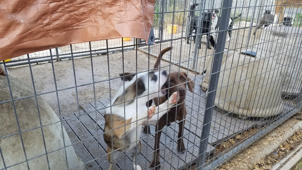 A Pet's Wish playtime