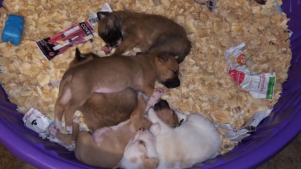 A Pet's Wish sleeping puppies