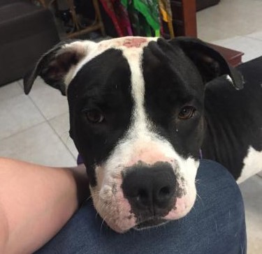 adopt Brutus - American bulldog