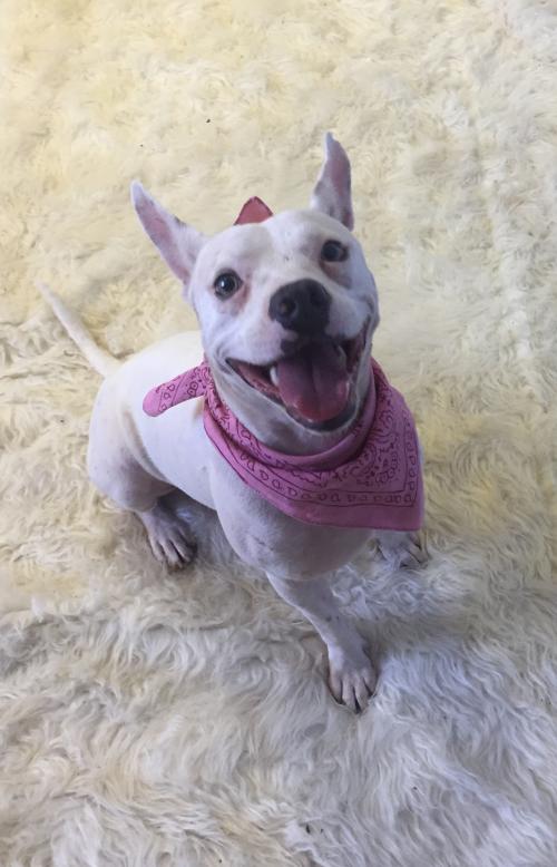 adopt this cutie pie dog