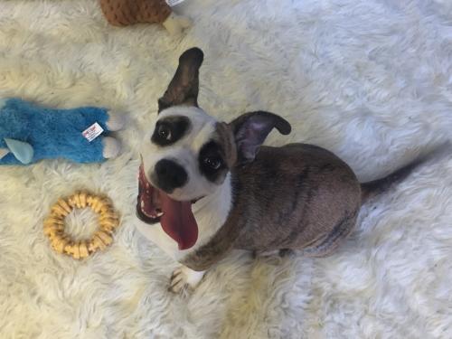 adopt this beautiful dog