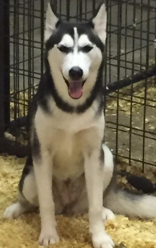 adopt this husky - Dakota
