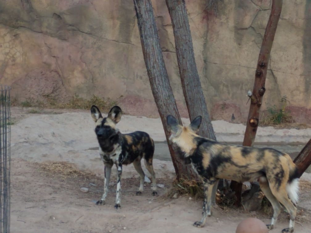 african wild dog 2