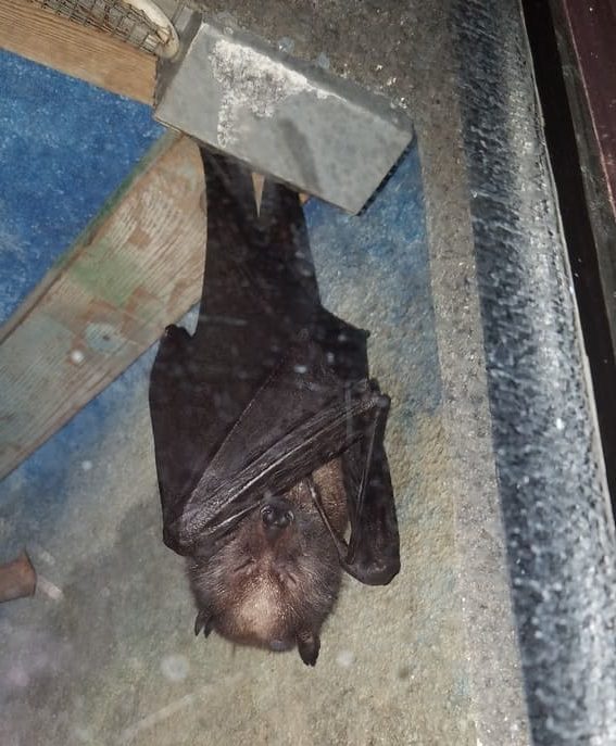 bat el paso zoo 1