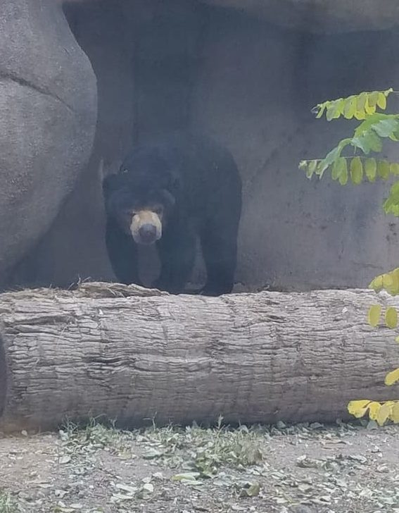 bear at el paso zoo