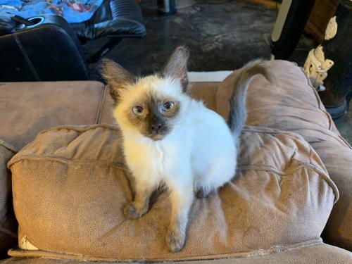 cat adoption - cute cat