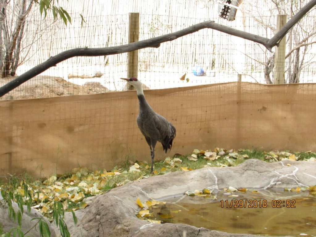 el paso zoo crane
