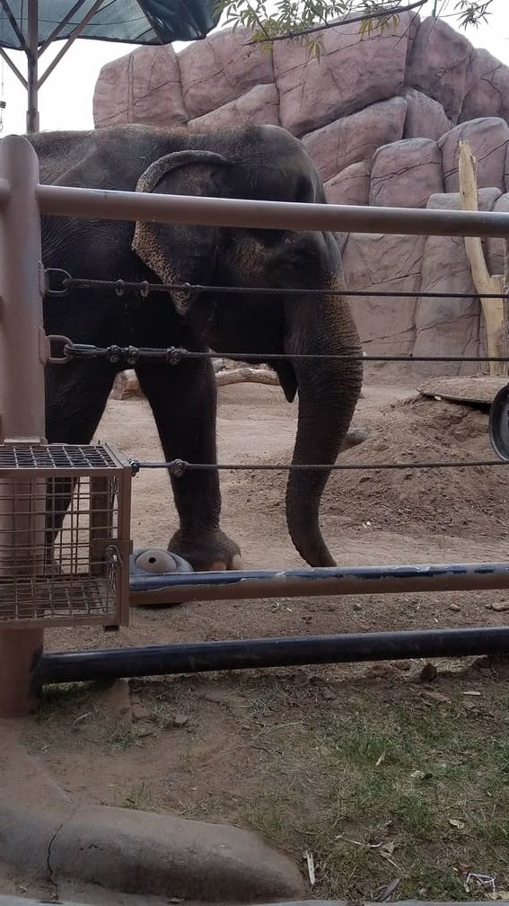 elephant at el paso zoo 2