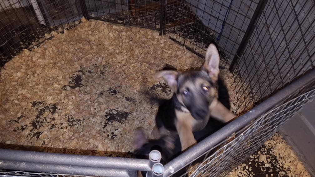 German shepherd puppies