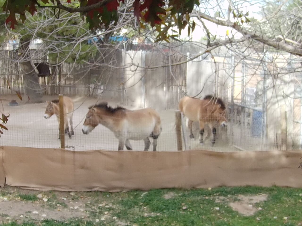horses el paso zoo 3