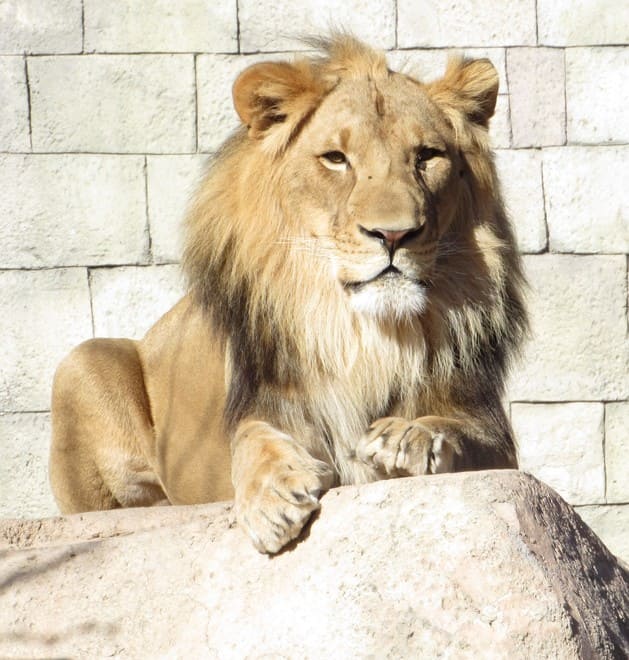 lion el paso zoo