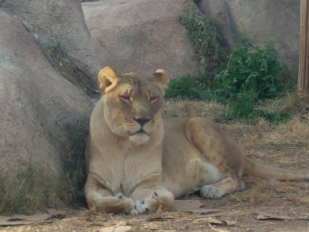 lioness at el paso zoo 3