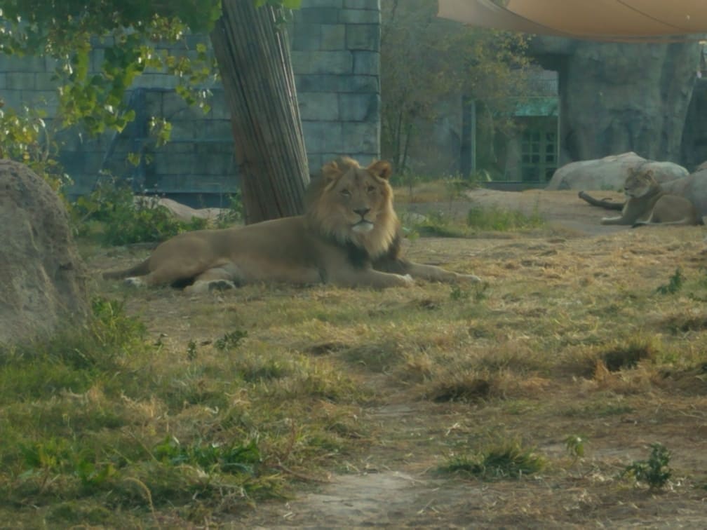 lions at el paso zoo 5