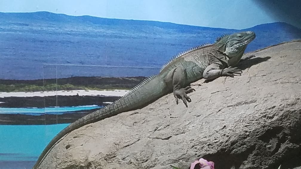 lizard el paso zoo 3