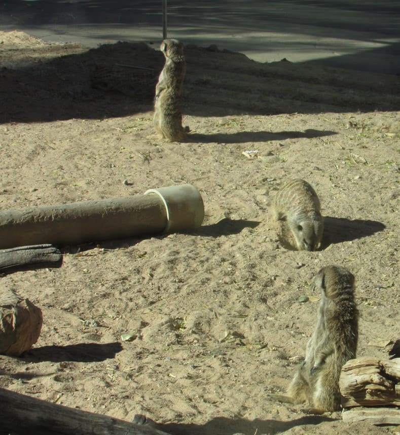 meerkat el paso zoo 1