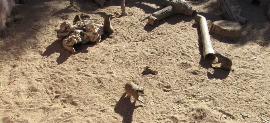 meerkat el paso zoo 2
