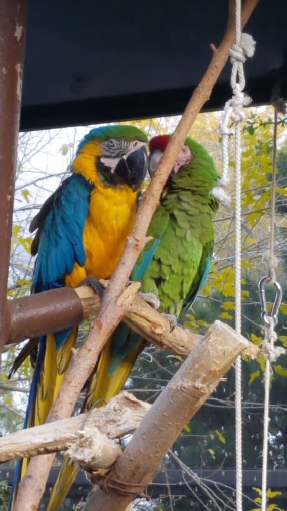 parrot at el paso zoo