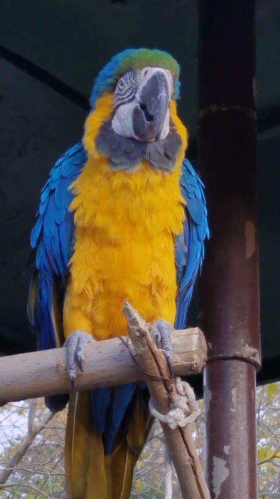parrot el paso zoo3