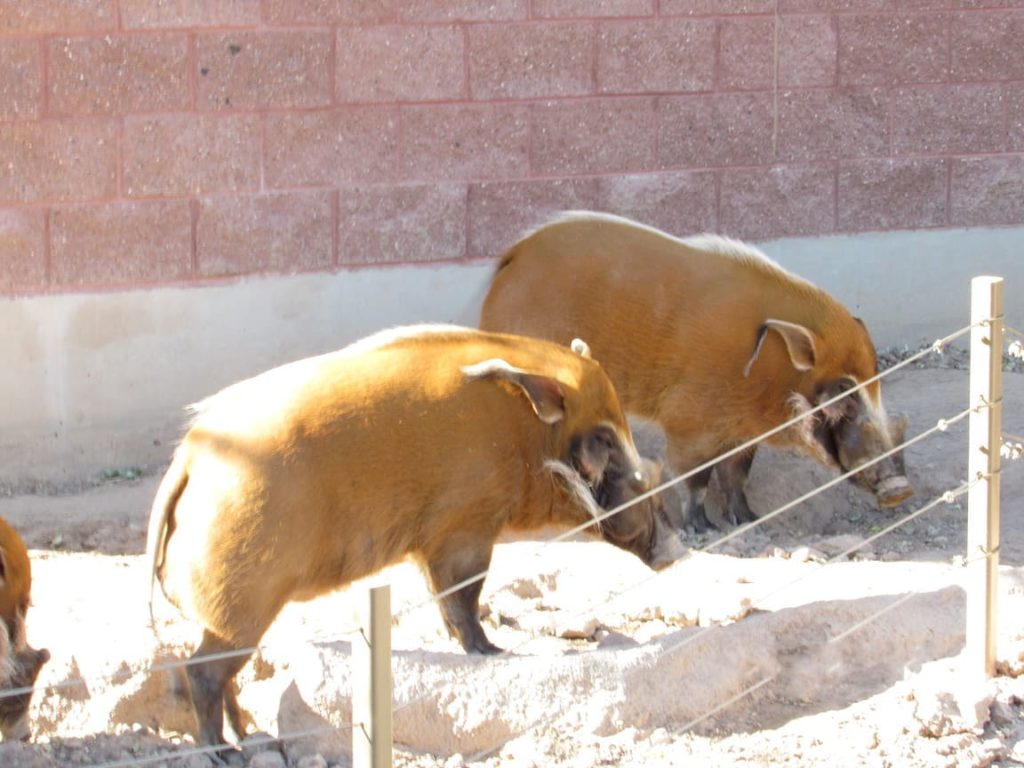 red river hogs el paso zoo