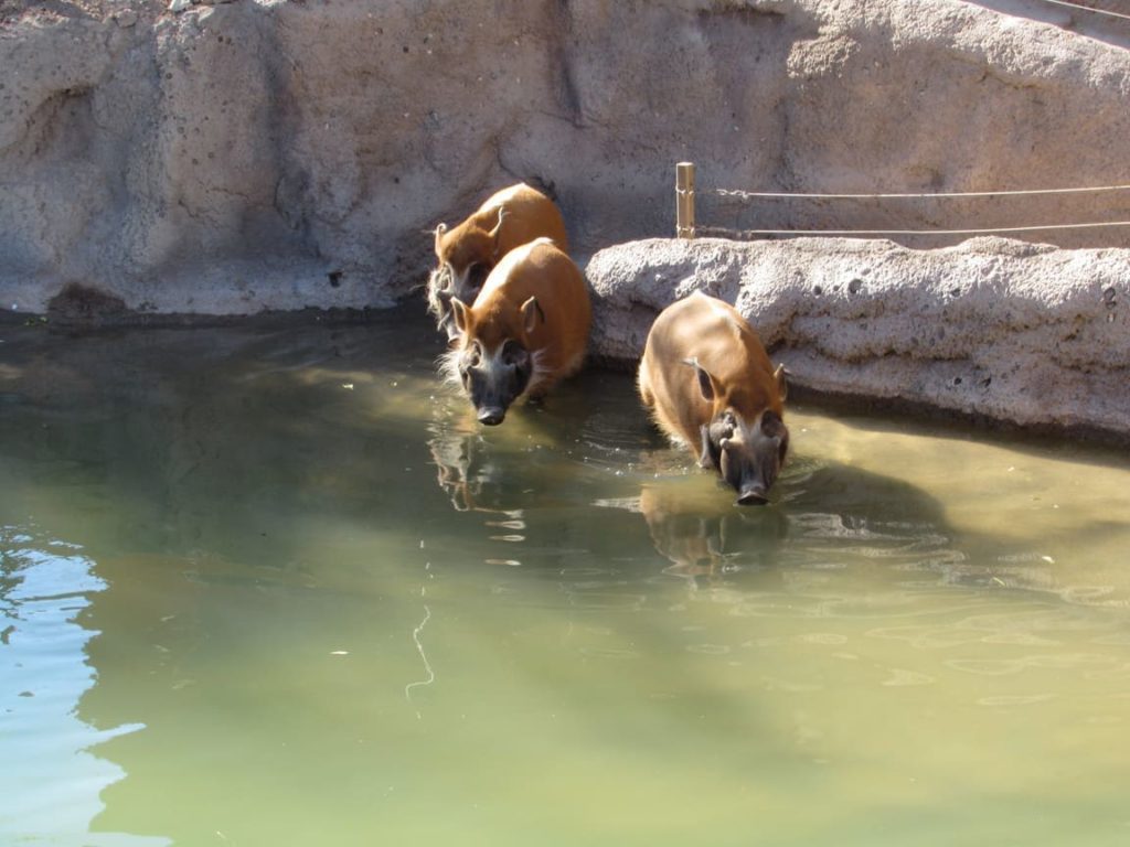 red river hogs el paso zoo 2